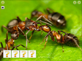 Ants iPad App for Kids